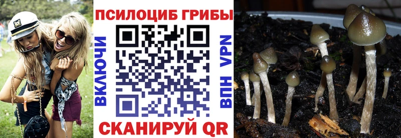 купить Навашино Псилоцибиновые грибы Psilocybine cubensis